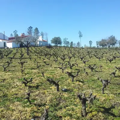Vinha velha e casa branca