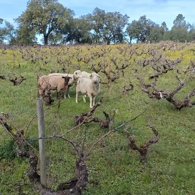 Ovelhas entre as cepas