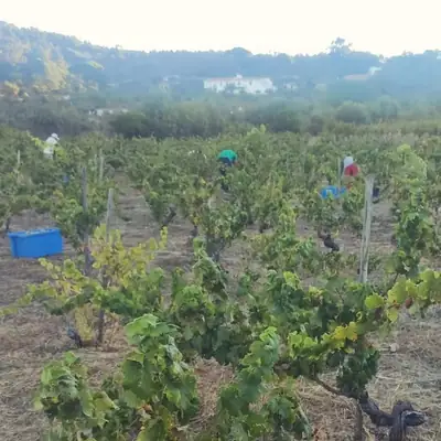 Linhas de vinha com caixas de vindima
